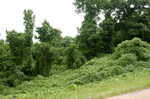 Kudzu